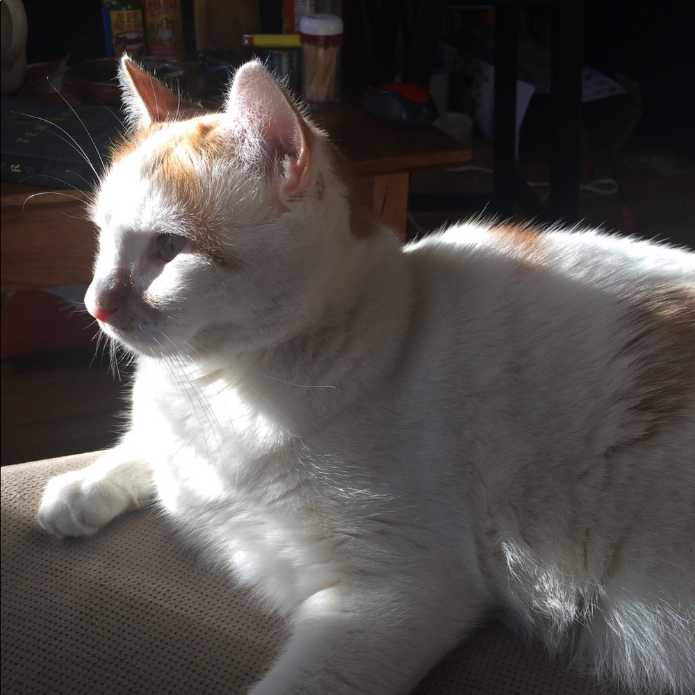 Meet your Posher, Sierra